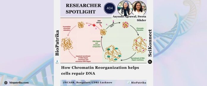 How Chromatin Reorganization helps cells repair DNA