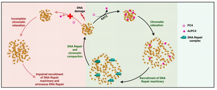 How Chromatin Reorganization helps cells repair DNA