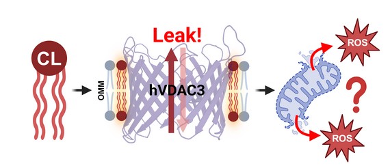 How Membrane Lipids Regulate Mitochondrial VDAC3 Function