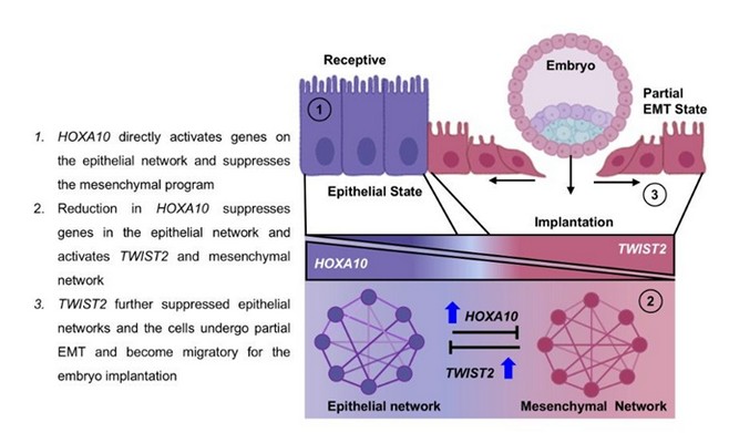 How the Uterus Opens Its Gate for the Embryo invasion