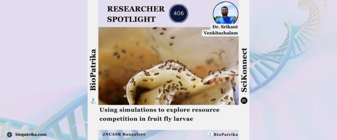 Using simulations to explore resource competition in fruit fly larvae