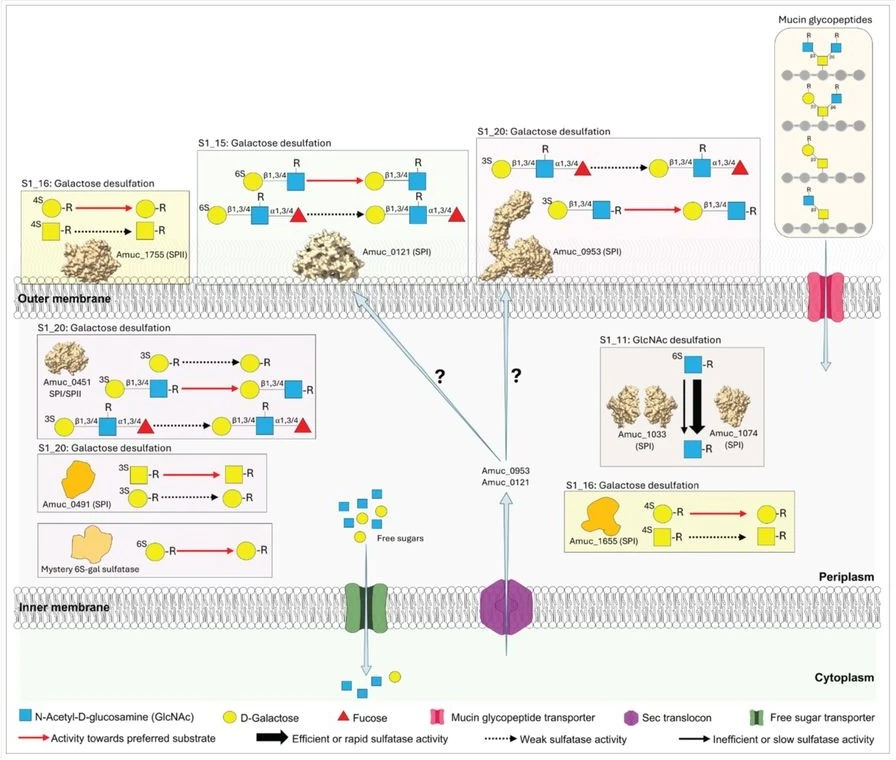 Scientists Reveal How Akkermansia Protects the Gut While Feeding on Mucus