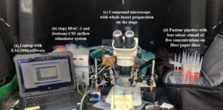 Climate Change Impacts Mountain Pollinators: Study Reveals Survival Trade-offs Climate Change Impacts Mountain Pollinators Study Reveals Survival Trade-offs