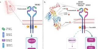 Decoding HER2 Mutation Driven Resistance to Enable Smarter Breast Cancer Therapies Decoding HER2 Mutation Driven Resistance to Enable Smarter Breast Cancer Therapies