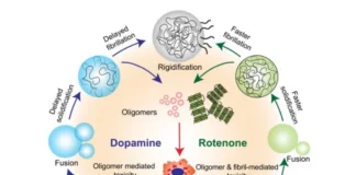 Dopamine, Rotenone, and α-Synuclein: A Molecular Tale of Phase Separation and Toxicity Dopamine, Rotenone, and α-Synuclein A Molecular Tale of Phase Separation and Toxicity