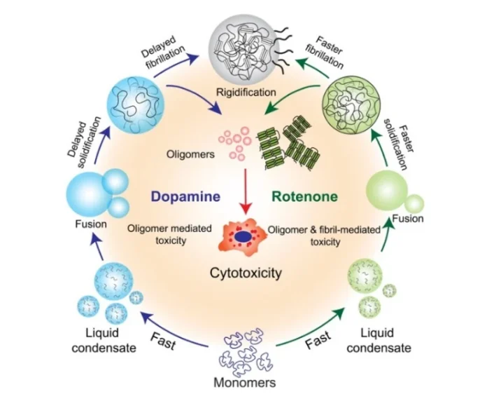 Dopamine, Rotenone, and α-Synuclein A Molecular Tale of Phase Separation and Toxicity