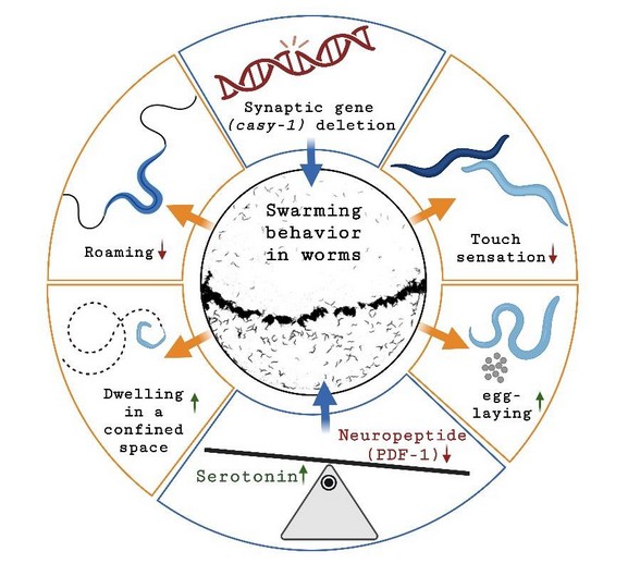 How a Single Neuron Controls Social Swarming in Worms (2)
