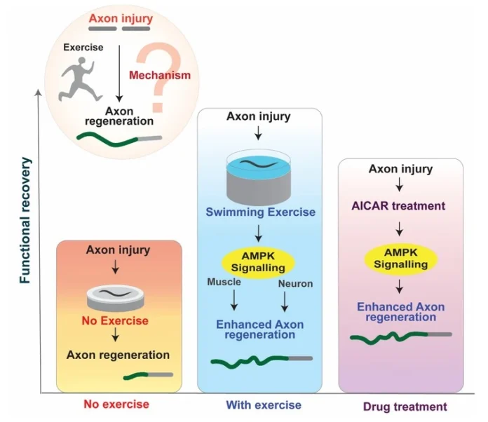 How physical exercise regulates axon regeneration and behavioural recovery