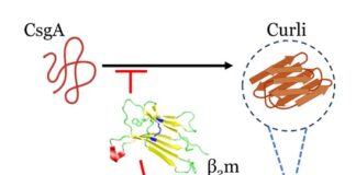 Human Protein Blocks Bacterial Biofilms by Targeting Amyloid Assembly Human Protein Blocks Bacterial Biofilms by Targeting Amyloid Assembly