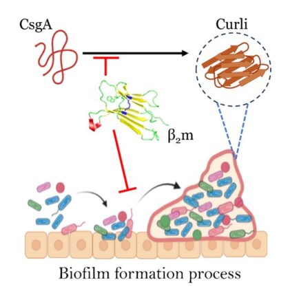 Human Protein Blocks Bacterial Biofilms by Targeting Amyloid Assembly ...