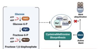 Sugar Metabolism Drives Fungal Morphogenesis and Virulence Sugar Metabolism Drives Fungal Morphogenesis and Virulence