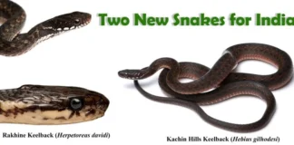 Two Rare Keelback Snake Species Recorded in India Two Rare Keelback Snake Species Recorded in India