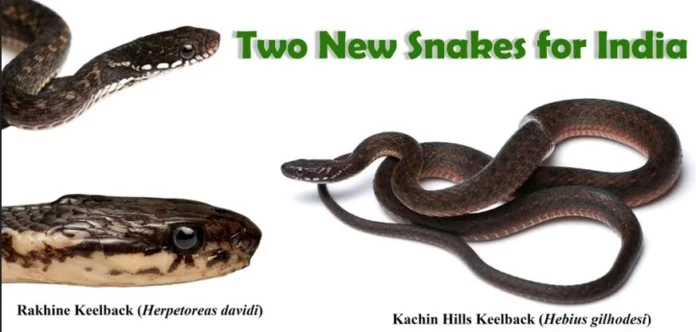 Two Rare Keelback Snake Species Recorded in India