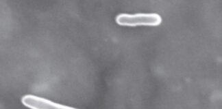 Uncovering a Novel Hidden Drug-Resistant Bacterium in Silkworms Uncovering a Novel Hidden Drug-Resistant Bacterium in Silkworms