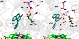 When Water Enters, Chemistry Happens: The Hidden Switch in CYP1A Enzymes When Water Enters, Chemistry Happens The Hidden Switch in CYP1A Enzymes