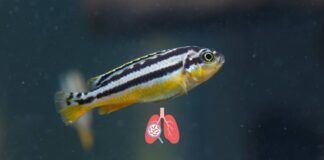Zebrafish Model Reveals New Insights into Tuberculosis Infection and Drug Resistance Zebrafish Model Reveals New Insights into Tuberculosis Infection and Drug Resistance