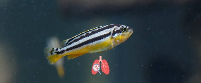 Zebrafish Model Reveals New Insights into Tuberculosis Infection and Drug Resistance