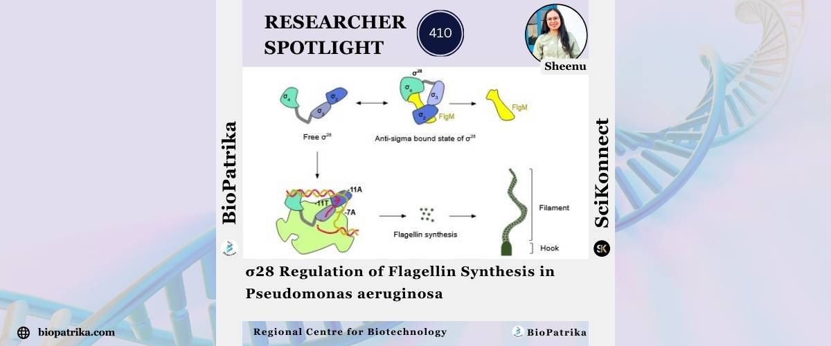 σ28 Regulation of Flagellin Synthesis in Pseudomonas aeruginosa σ28 Regulation of Flagellin Synthesis in Pseudomonas aeruginosa
