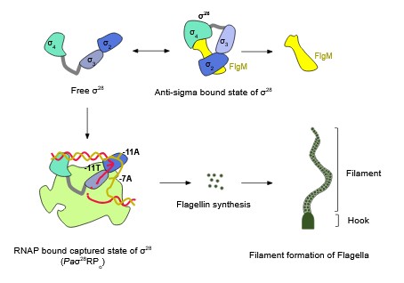 σ28 Regulation of Flagellin Synthesis in Pseudomonas aeruginosa