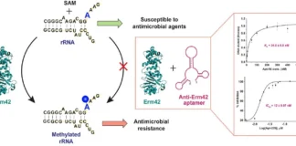 A novel aptamer-based strategy to resensitize antibiotics again A novel aptamer-based strategy to resensitize antibiotics again