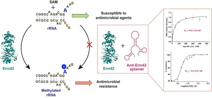 A novel aptamer-based strategy to resensitize antibiotics again