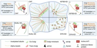 Adhesion-Controlled Arf1 Regulates Golgi Function and Cell Migration KIF5B and dynein coordinate Golgi organization and positioning, influencing microtubule (MT) acetylation. In control cells, active Arf1 recruits both motors to maintain a juxtanuclear Golgi. Knockdown of either motor disrupts Golgi integrity, forming ministacks with preserved cis-trans association. In KIF5B-depleted cells, Arf1-driven dynein recruitment retains ministacks near the MTOC. In dynein-depleted cells, peripheral MTOC positioning, together with Arf1-recruited KIF5B, drives Golgi dispersal. Dual knockdown restores a compact, MTOC-associated Golgi with intact cis-trans organization. Across all conditions, the Golgi remains MT-associated and supports MT acetylation at levels comparable to controls. (+) denotes active Arf1 and acetylated tubulin levels.
