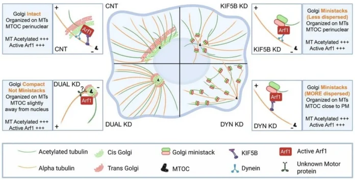 KIF5B and dynein coordinate Golgi organization and positioning, influencing microtubule (MT) acetylation. In control cells, active Arf1 recruits both motors to maintain a juxtanuclear Golgi. Knockdown of either motor disrupts Golgi integrity, forming ministacks with preserved cis-trans association. In KIF5B-depleted cells, Arf1-driven dynein recruitment retains ministacks near the MTOC. In dynein-depleted cells, peripheral MTOC positioning, together with Arf1-recruited KIF5B, drives Golgi dispersal. Dual knockdown restores a compact, MTOC-associated Golgi with intact cis-trans organization. Across all conditions, the Golgi remains MT-associated and supports MT acetylation at levels comparable to controls. (+) denotes active Arf1 and acetylated tubulin levels.