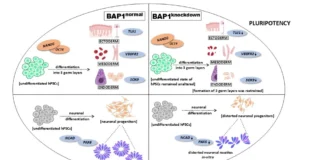 BAP1 Drives Neuronal Differentiation from Human Stem Cells BAP1 Drives Neuronal Differentiation from Human Stem Cells