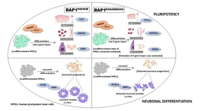 BAP1 Drives Neuronal Differentiation from Human Stem Cells