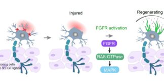 Beyond Axons: Defining Molecular Pathways Governing Dendritic Injury and Repair Beyond Axons Defining Molecular Pathways Governing Dendritic Injury and Repair
