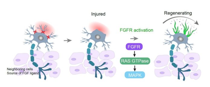 Beyond Axons Defining Molecular Pathways Governing Dendritic Injury and Repair