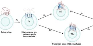 Decoding Sam50 at the residue level Decoding Sam50 at the residue level