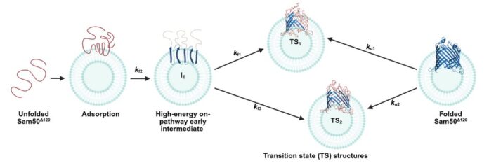 Decoding Sam50 at the residue level