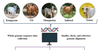 Decoding unique innate immune signatures in Indicine breeds Decoding unique innate immune signatures in Indicine breeds