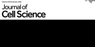 Golgi senses matrix stiffness in breast cancer cells Differential Golgi phenotypes in breast cancer cells. MCF7 cell populations exhibit contrasting Golgi organisations, with either a disorganised Golgi (as seen on the left) or a more compact organised Golgi (as seen on the right). Their relative distribution in breast cancer cells is mechanoresponsive, regulated by AXL expression. Phalloidin-labelled actin (yellow), DAPI-stained nuclei (cyan) and GalTase–RFP-labelled trans-Golgi (magenta) reveal the differential Golgi organisation in MCF7 cells.