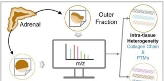 Intra-tissue specific collagenome PTM heterogeneity Intra-tissue specific collagenome PTM heterogeneity