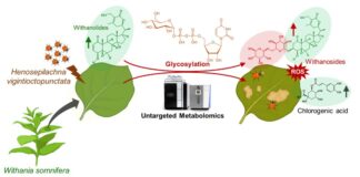 Metabolomics insights into plant-insect interactions in Withania somnifera Metabolomics insights into plant-insect interactions in Withania somnifera