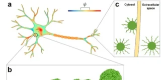 Neuronal Membranes Trigger α-Synuclein Aggregation in Parkinson’s Disease Neuronal Membranes Trigger α-Synuclein Aggregation in Parkinson’s Disease