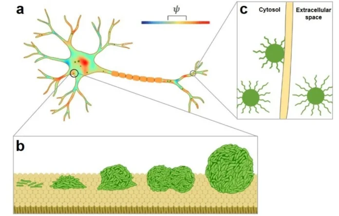Neuronal Membranes Trigger α-Synuclein Aggregation in Parkinson’s Disease