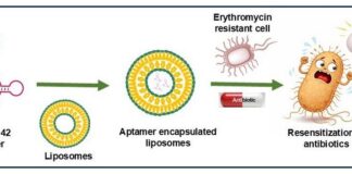 Reversing Antibiotic Resistance Using Aptamer-Loaded Liposomes Reversing Antibiotic Resistance Using Aptamer-Loaded Liposomes