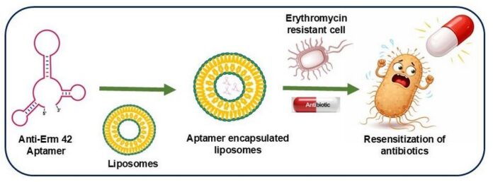 Reversing Antibiotic Resistance Using Aptamer-Loaded Liposomes