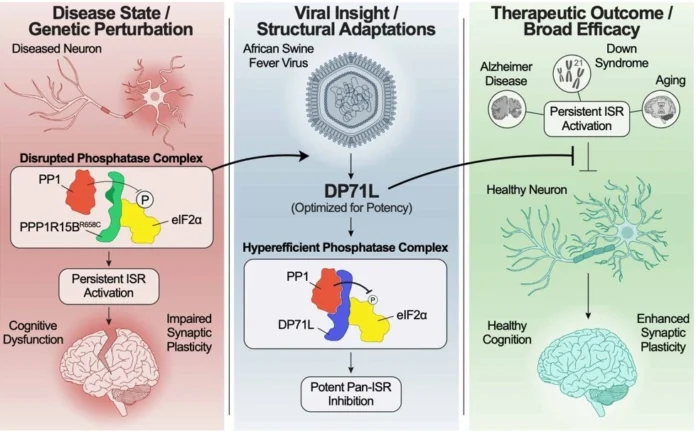 Viral Protein Reverses Memory Loss in Alzheimer’s Study