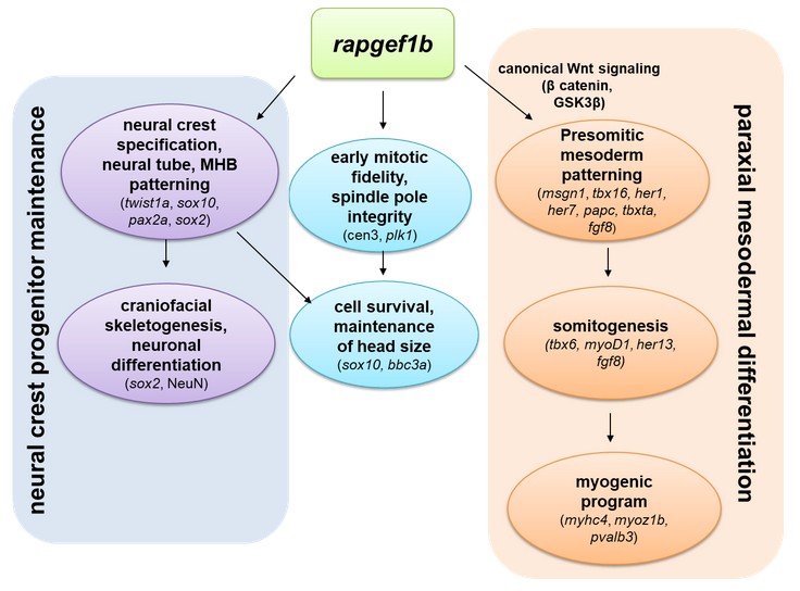 Decoding RAPGEF1 Paralogs in Zebrafish Development and Somitogenesis