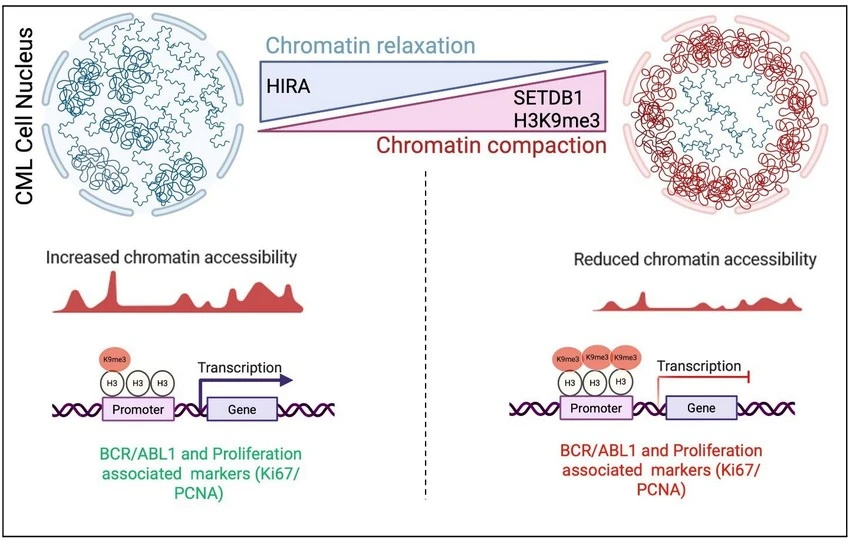 Decoding the epigenetic regulation of chromatin architecture in leukemia