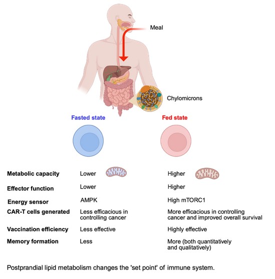 How Eating Affects Immunity Post-Meal Lipids Boost T Cell Function and Cancer Therapy