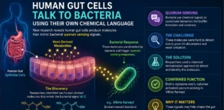 Human Gut Cells ‘Talk’ to Bacteria Using Their Own Chemical Language Human Gut Cells ‘Talk’ to Bacteria Using Their Own Chemical Language