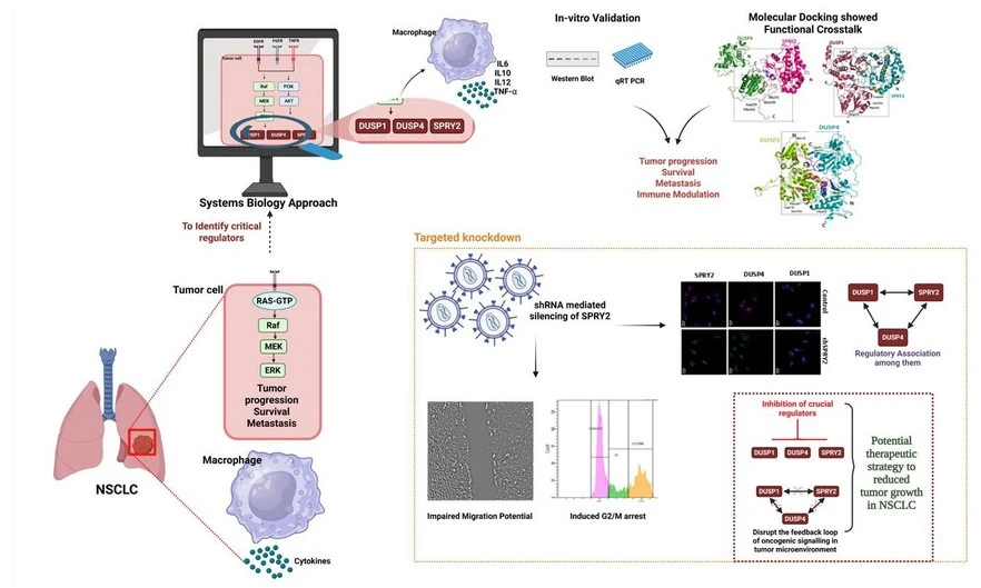 MAPK Signaling Regulators Driving Non-Small Cell Lung Cancer Progression