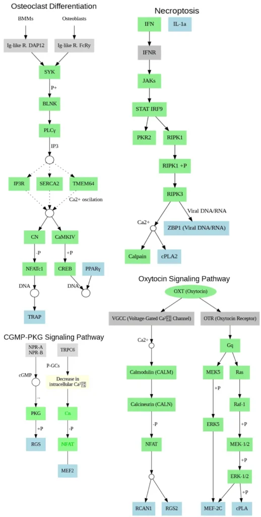Meta-Analysis Reveals Conserved Immune Signatures in Bos taurus