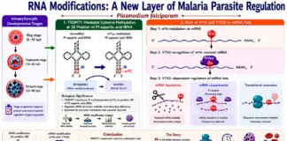 RNA Modifications in Malaria Parasites Reveal New Targets for Antimalarial Drug Discovery RNA Modifications in Malaria Parasites Reveal New Targets for Antimalarial Drug Discovery