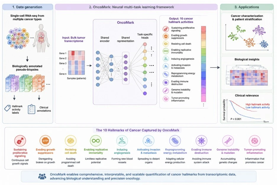 Teaching AI to Decode Cancer’s Molecular Personality